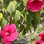 Hibiscus moscheutos ᱵᱟᱦᱟ