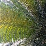 Cycas circinalis Leaf