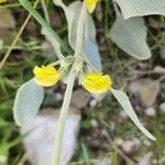 Phlomis olivieri Flower