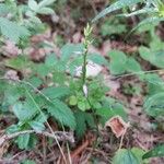 Hemipilia cucullata Blüte