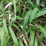 Dianella bambusifolia Лист