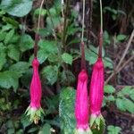 Fuchsia splendens Cvet