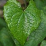 Dioscorea communis Blad