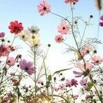 Cosmos bipinnatus Blüte