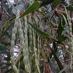Acacia pycnantha Vaisius