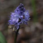 Hyacinthoides italica Flor