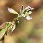 Polygala monspeliaca 花