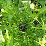 Crepis biennis Flower