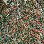 Cotoneaster horizontalis Alkat (teljes növény)