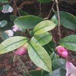 Camellia japonica Φύλλο