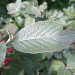 Viburnum lantanaFeuille