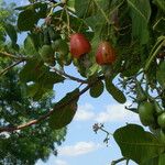 Anacardium occidentale Vrucht