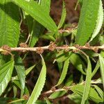 Phenax mexicanus Leaf