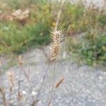 Cynosurus echinatus Fruit