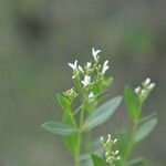 Declieuxia fruticosa Flower