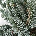 Abies procera Leaf