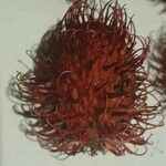 Nephelium lappaceum Fruit