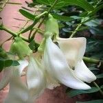 Sesbania grandiflora Floro
