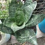 Sansevieria trifasciata葉