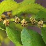 Drypetes gerrardii Flower