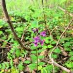 Vicia sepiumFlower