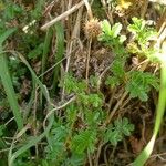 Acaena novae-zelandiae Habit