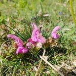 Pedicularis sylvaticaBlomma