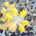 Phlomis olivieri Flower