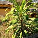 Dracaena fragrans Folha