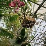 Phalaenopsis spp. Elinympäristö