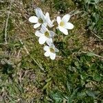 Saxifraga granulata Flower