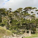 Nothofagus betuloides Habit