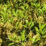 Quercus phillyreoides Folha