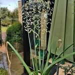 Ornithogalum candicans Flor