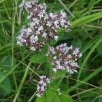 Origanum vulgareFlower