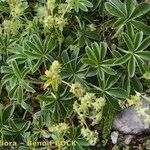 Alchemilla petiolulans Habit