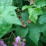 Rubus odoratusFlower