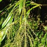 Cordyline mauritiana Fruto