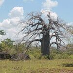 Adansonia digitata Vekstform