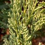 Cupressus sempervirens Blatt