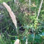 Phleum phleoides Квітка