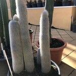 Cleistocactus strausii Blatt