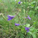 Delphinium consolida Hábito