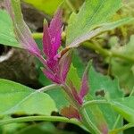 Chenopodium giganteum Hostoa