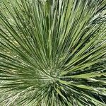 Yucca elata Агульны выгляд