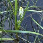 Sparganium emersum Blomma