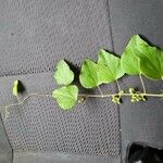 Cissampelos pareira Leaf