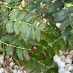 Sorbus koehneana Leaf