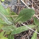 Pilosella cymosa Leaf