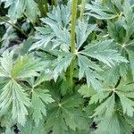 Trollius chinensis ഇല